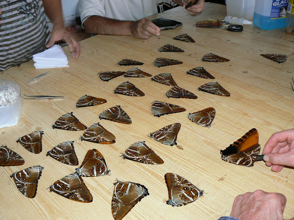 Morpho hecuba hecuba LINNAEUS, 1771. Chez un collecteur de Cacao (Guyane), 27 novembre 2011. Photo : C. Renoton