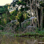 Gigantic Spider Webs - Lord of the Rings size!