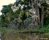 Gigantic Spider Webs - Lord of the Rings size!