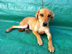 MI CAPITAN 
 Macho 7 meses.Cariñoso, juguetón, guardián