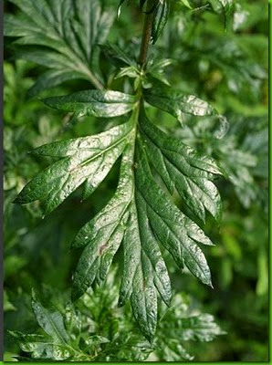 Artemisia vulgaris Artemisia vulgaris