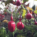 Fuschia