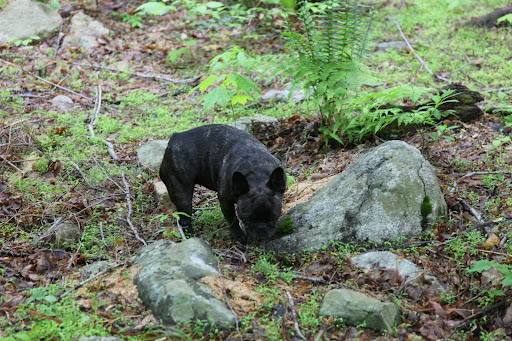 From what I'm smelling, I think I just missed the critter - fresh scat right here.  Too bad.