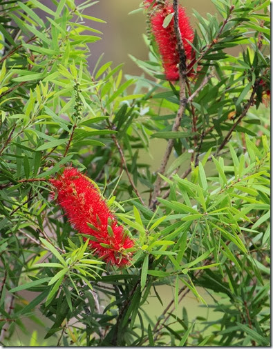 Callistemon citrinus Callistemon citrinus