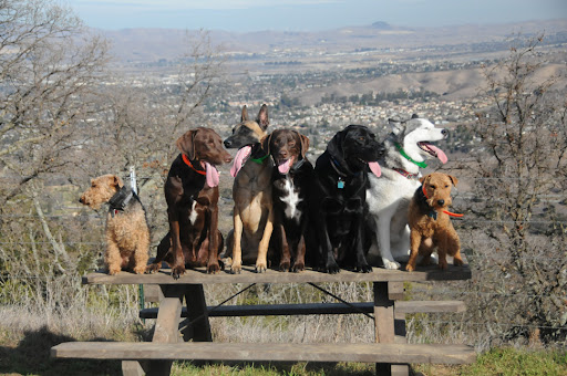 Trained Dogs