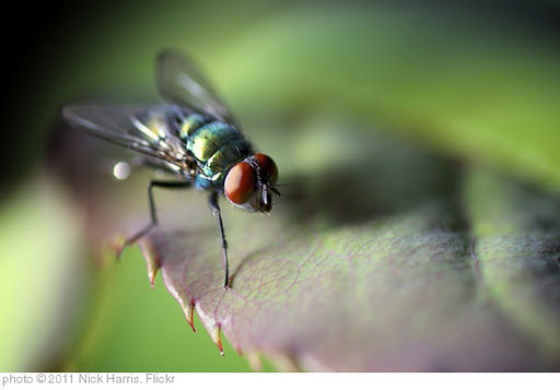'green fly' photo (c) 2011, Nick Harris - license: http://creativecommons.org/licenses/by-nd/2.0/