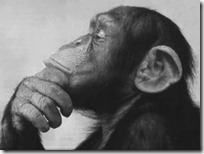 monos piensan blogdeimagenes (12)