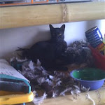 Bones after a small war with the feather duster!