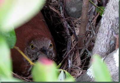 Brown Thrasher in nest