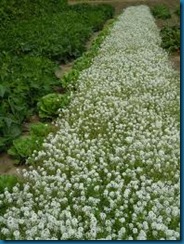 sweet alysium insectary plant