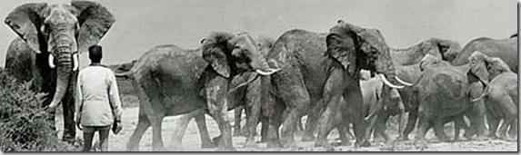 59_ricciardi_elephant 59_ricciardi_elephant