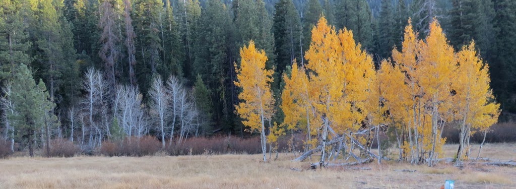 [Another%2520Year%2520more%2520trees%2520Crystal%2520Harling%255B5%255D.jpg]