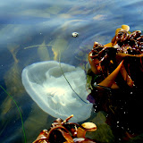 2007-09-14 pillar point