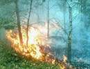 Pożar lasu na Krępie - 06.08.2013r.