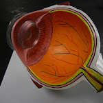 z_model_eye.JPG