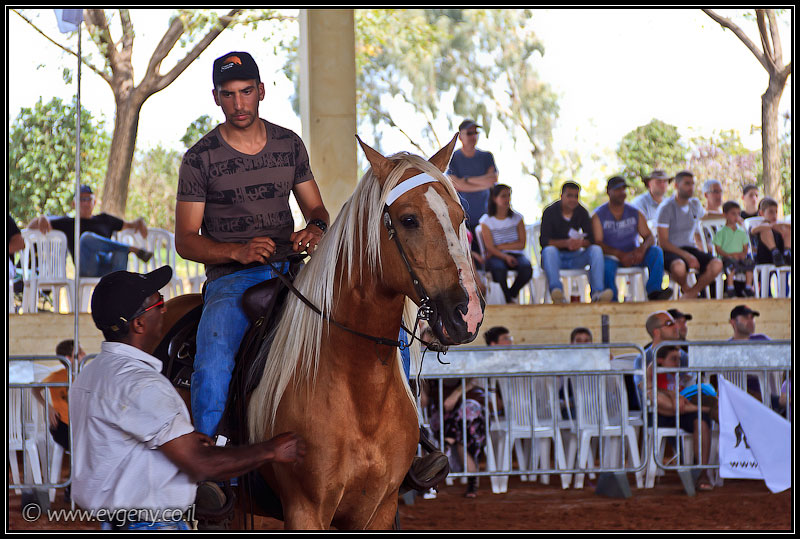 il/Фото: Stallion Show 2011 (20110416 stllion show 010 2004)