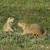 Black-tailed.prairie.dogs.dscn5149