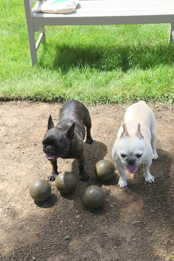 You know, Sharkey, technically each team is supposed to have four balls.  However, today, we have a total of four balls.  Let's just call it Frenchie bocce.
