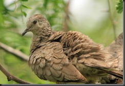 Inca Dove SPI Inca Dove SPI