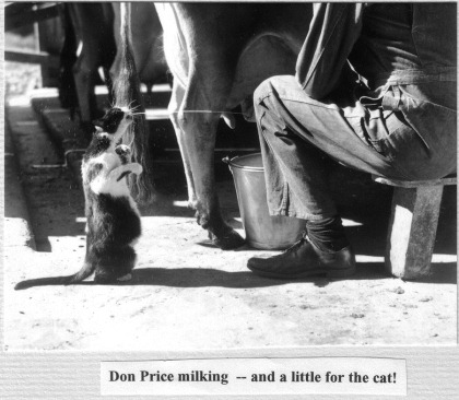 13 Don price milking with cat