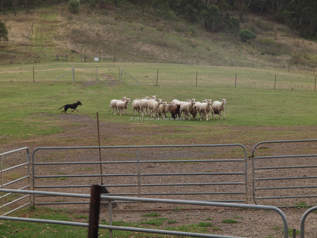 [sheep%2520round%2520up%255B14%255D.jpg]