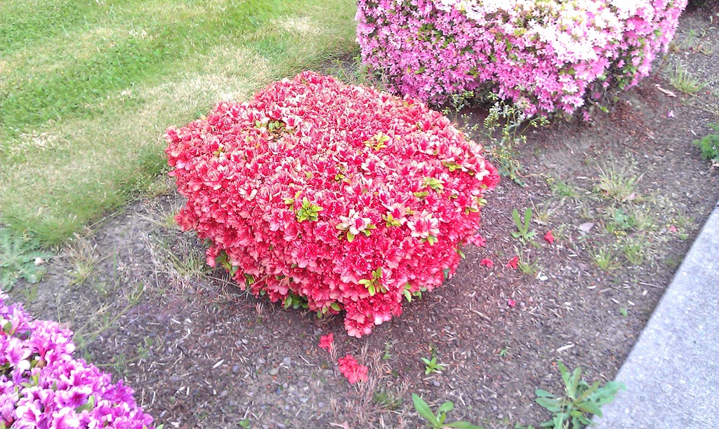 [Red%2520azalea%255B2%255D.jpg]