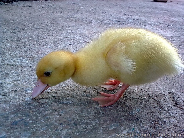 filhotes-patos-fofos-pequenos-desbaratinando (12) filhotes-patos-fofos-pequenos-desbaratinando (12)