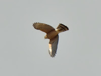 DSC_7148.jpg