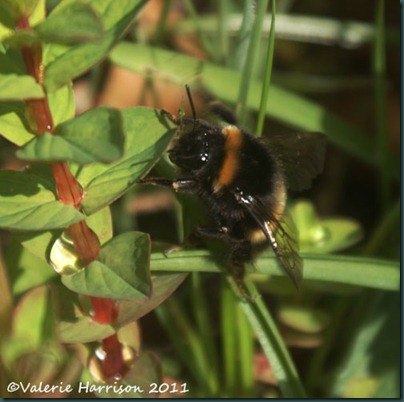 buff tailed bumblebee