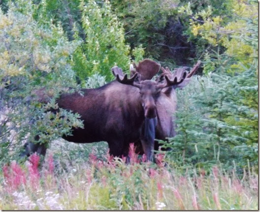 Moose 013 (2) Moose 013 (2)