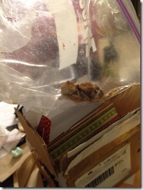 photo (2)