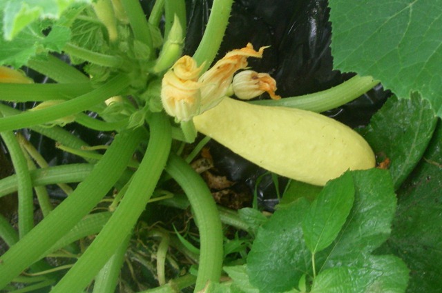 [Garden3%255B3%255D.jpg]