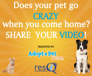 Submit your videos! Submit your videos!