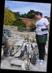 Victoria feeding (moulting) Penguins DSC_1438