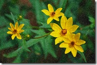 AE-WatercolorSponge-05-1200 AE-WatercolorSponge-05-1200