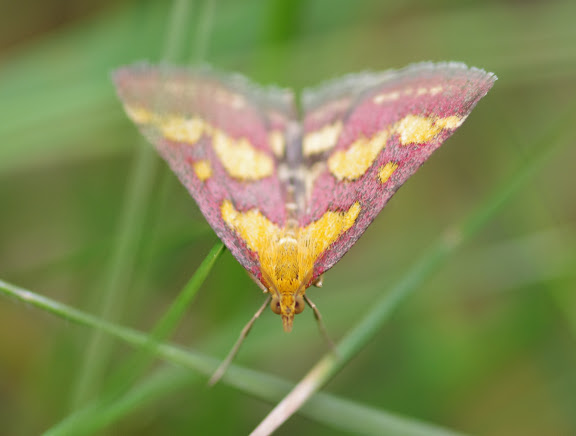 Crambidae : Pyraustinae : Pyrausta purpuralis (L., 1758). Les Hautes-Lisières (Rouvres, 28), 23 août 2012. Photo : J.-M. Gayman