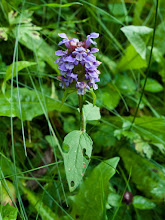 P7156634