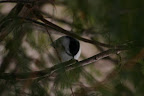 A blue jay hiding in the pines