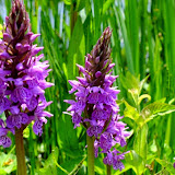 Orchide.jpg