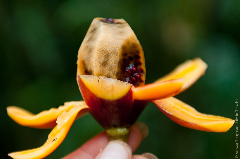 Тамарилло (Tamarillo) Тамарилло (Tamarillo)