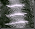 individiums0 individiums0