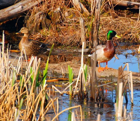 5. mallards-kab