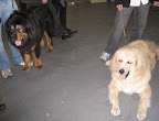 Tibetan Mastiffs