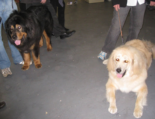 Tibetan Mastiffs