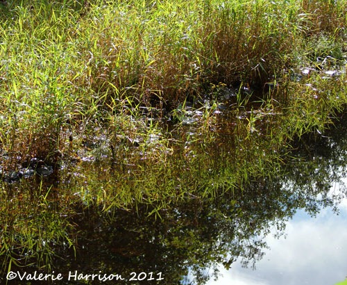 [2-reflected-reeds%255B2%255D.jpg]