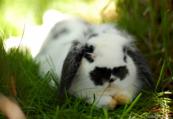 Bunny5 Bunny5