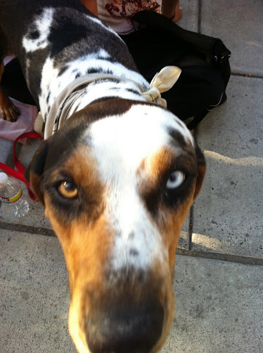 I even met some pooches with eyes of different colors!
