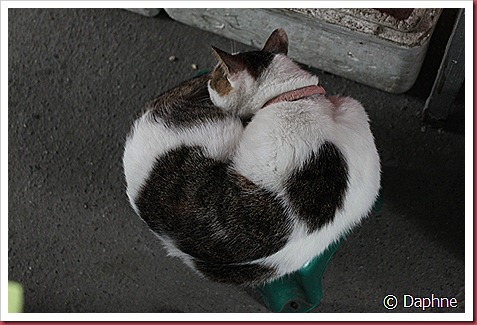 IMG_6232 IMG_6232