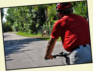 04c4 - Things we did - Big Pine Key bike ride to see the protected minature Key Deer