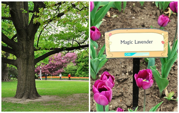 Tulip Fest
